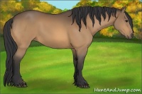 Horse Color:Buckskin 