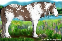 Horse Color:White Spotted Liver Chestnut Rabicano 