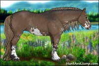 Horse Color:Liver Chestnut Sabino Rabicano 