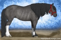 Horse Color:Black Rabicano 