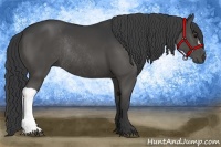 Horse Color:Black Rabicano 