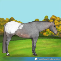 Horse Color:Brown Appaloosa 
