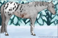 Horse Color:Brown Tobiano Appaloosa
