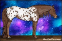 Horse Color:Chestnut Appaloosa 