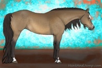 Horse Color:Buckskin Sabino