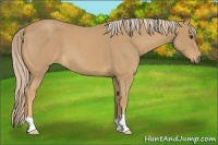 Horse Color:Palomino Roan