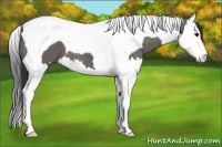 Horse Color:Grullo Splash Tobiano