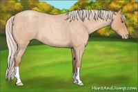 Horse Color:Silver Amber Champagne Roan