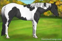 Horse Color:Black Tobiano