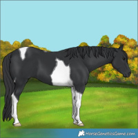 Horse Color:Black Tobiano