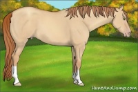 Horse Color:Gold Champagne Dun