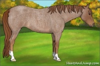 Horse Color:Red Roan