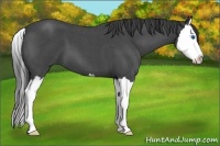 Horse Color:Smoky Blue Roan Splash 