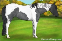 Horse Color:Blue Roan Tobiano