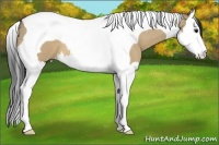 Horse Color:Brown Dun Splash Tobiano