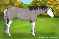 Horse Color:Grullo Roan Splash 