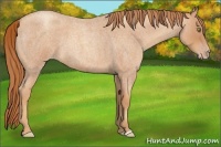 Horse Color:Gold Champagne Roan