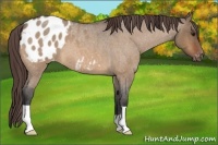 Horse Color:Bay Roan Dun Appaloosa