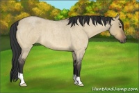 Horse Color:Buckskin Roan Dun