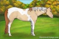 Horse Color:Gold Champagne Roan Dun Tobiano 