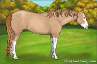 Horse Color:Gold Champagne Roan Splash