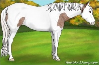 Horse Color:Silver Bay Roan Splash Tobiano Rabicano 