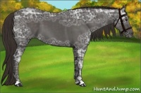 Horse Color:Liver Chestnut Ice Sabino