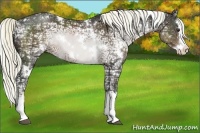 Horse Color:White Spotted Liver Chestnut Ice Splash 
