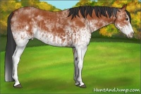 Horse Color:White Spotted Bay Splash and White Spotted Bay Splash Frame