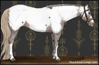 Horse Color:Liver Chestnut Appaloosa 