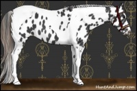 Horse Color:Smoky Black Tobiano Leopard 