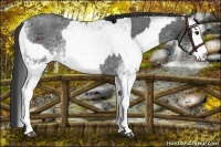 Horse Color:White Spotted Blue Roan Rabicano  and White Spotted Blue Roan Rabicano 