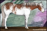 Horse Color:White Spotted Silver Bay Rabicano 