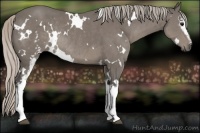 Horse Color:White Spotted Silver Black Rabicano 