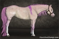 Horse Color:Watercolor White Spotted Liver Red Dun Rabicano 