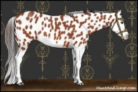Horse Color:Bay Roan Splash Appaloosa 