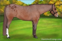 Horse Color:Chocolate Brown Appaloosa 