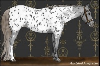 Horse Color:Smoky Black Near Leopard 