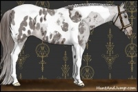 Horse Color:Liver Red Roan Tobiano Near Leopard 