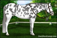 Horse Color:Liver Red Roan Sabino Splash Near Leopard Rabicano 