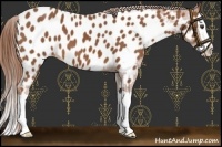 Horse Color:Chestnut Splash Appaloosa 