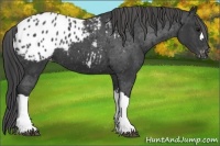 Horse Color:Black Appaloosa
