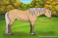 Horse Color:Silver Bay Dun