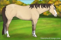 Horse Color:Amber Champagne Dun Splash 