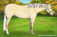 Horse Color:Silver Amber Champagne Dun Frame 