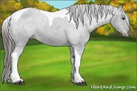 Horse Color:Black Tobiano Appaloosa 