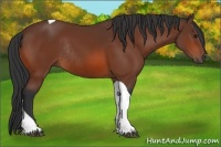 Horse Color:Bay Tobiano Rabicano