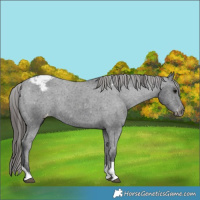 Horse Color:Black Tobiano Snowcap 