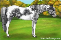 Horse Color:White Spotted Black Splash Tobiano Frame Varnish 