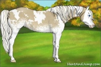 Horse Color:White Spotted Liver Red Dun Splash 